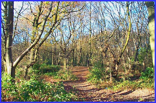Shipley Wood