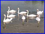 Seven (plus one) swans a'swimming