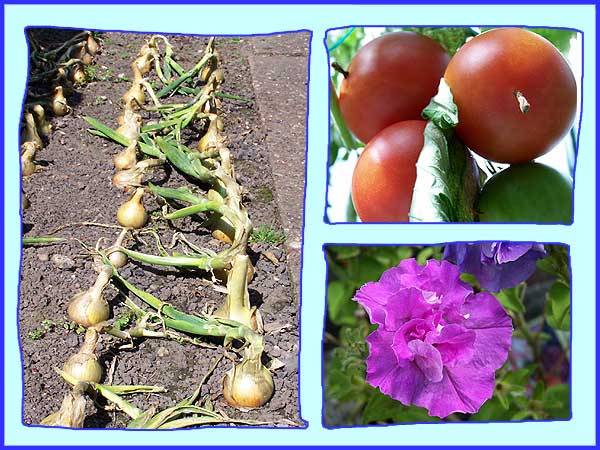 Onions Tomatoes And A Petunia