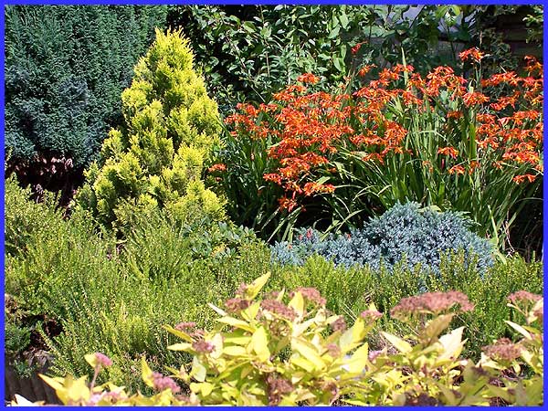 Heathers And Conifers