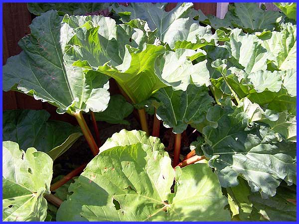 The Rhubarb Patch
