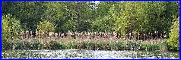 Reed Beds