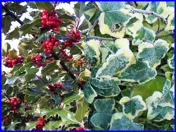 The Holly And The Ivy