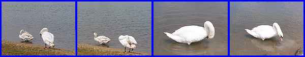 Preening Swans