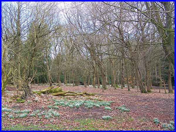 Shipley Hill Wood