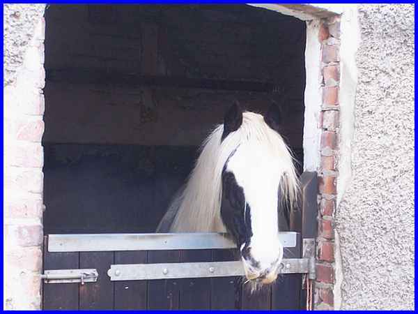 Stable Resident