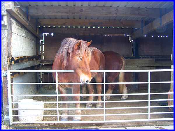 Sussex Punch Horses