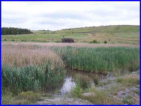 Wetland Area