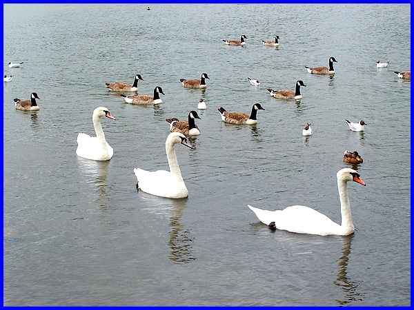Swans In A Row