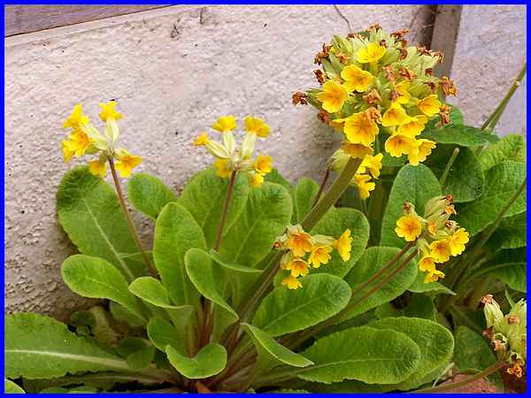 Alpine Primulas 