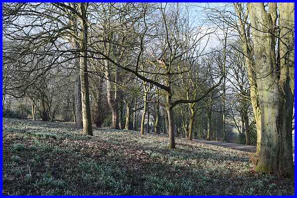 Shipley Park Snowdrops