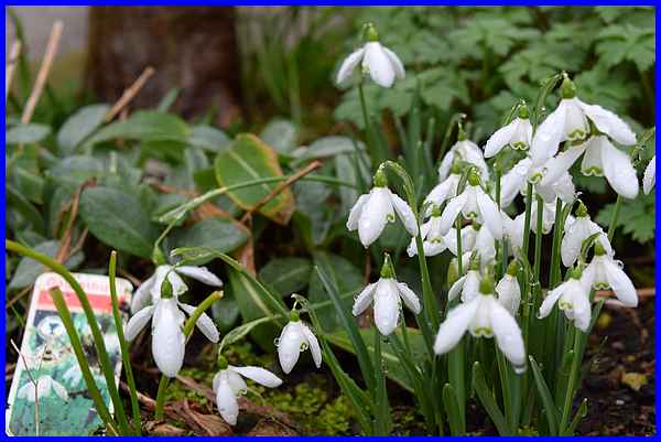 Snowdrops