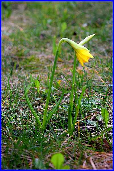 Daffodil