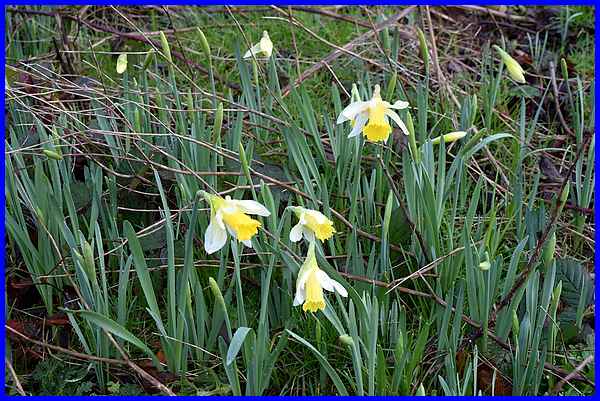 Daffodils