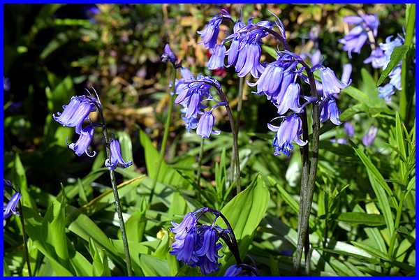 Bluebells