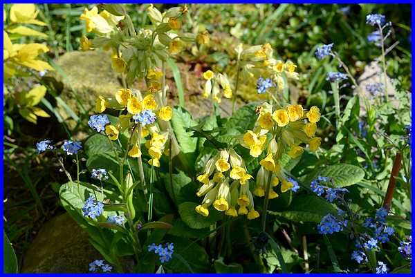 Forget-me-nots & Primulas