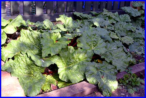 Rhubarb