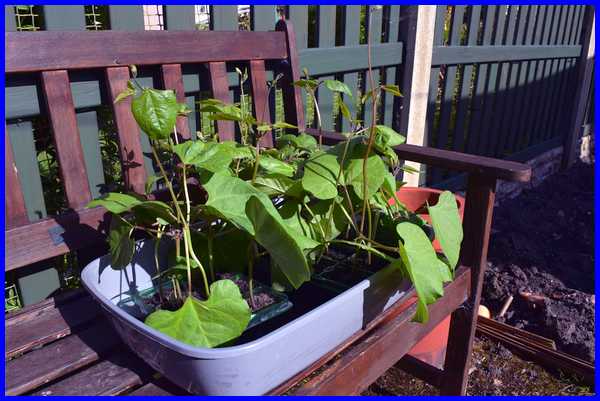 Runner Beans