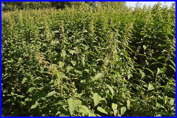 Nettles