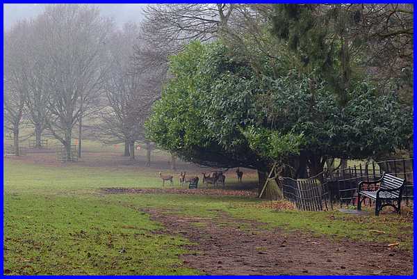 Sheltering Deer