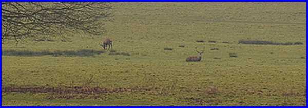 Deer Park Enlargemnet