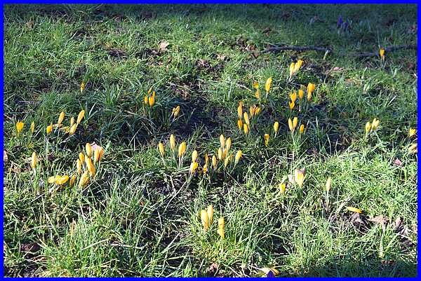 Yellow Crocuses