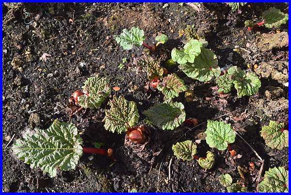 Rhubarb