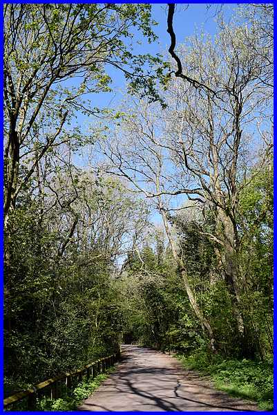 Shipley Wood