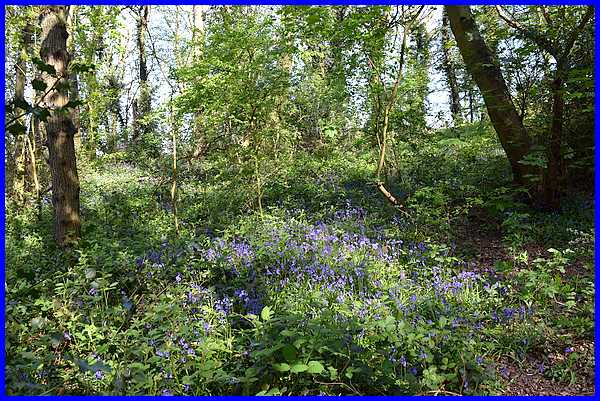 In The Wood