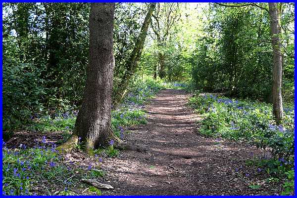 Woodland Path