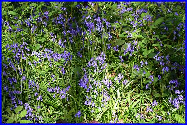 Bluebells