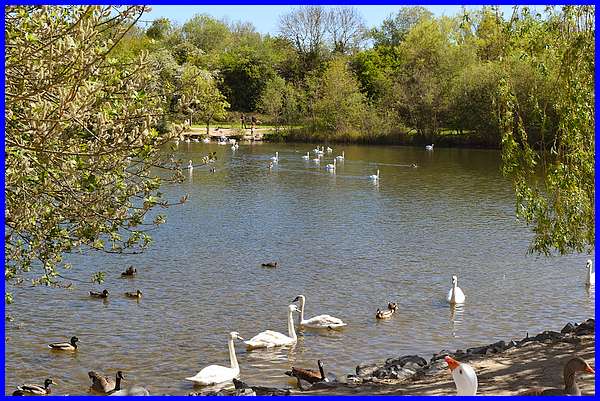 Swan Lake