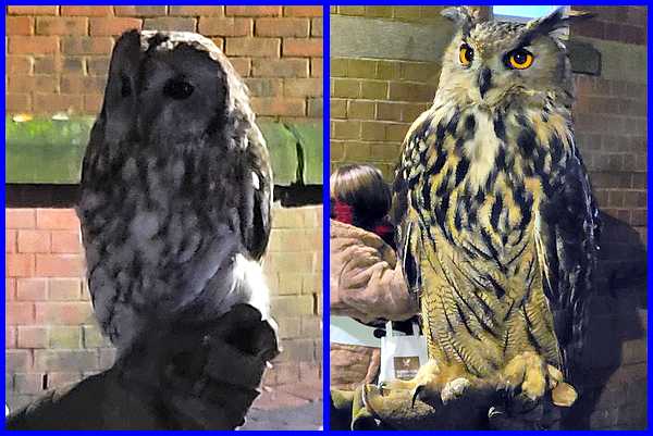 Owls