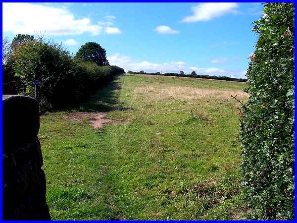 By The Hedge