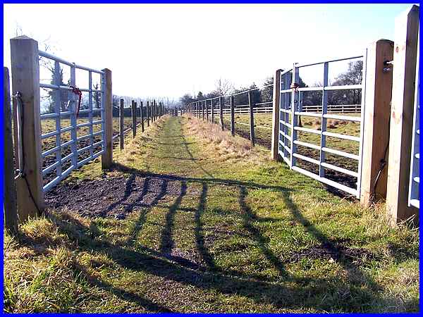 Between The Fences