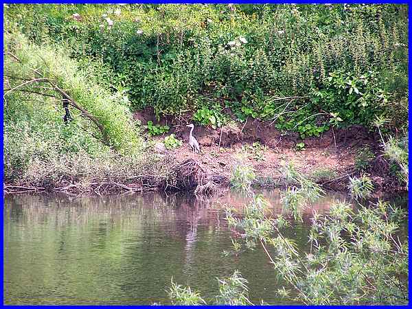 Another Heron?
