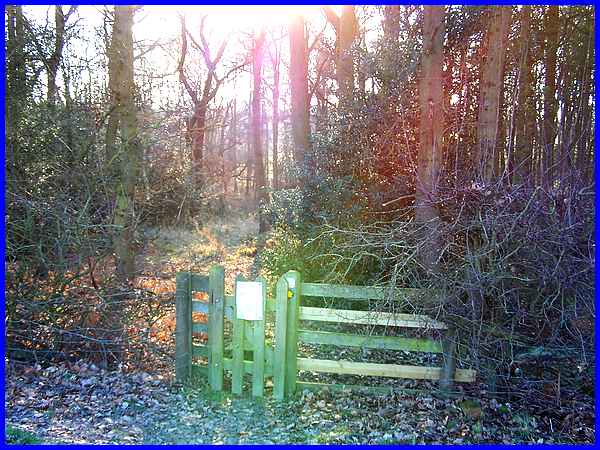 Mapperley Park Wood