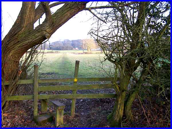 Overhanging Tree