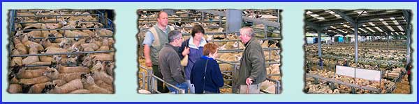 The Livestock Market