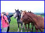 Friendly Horses