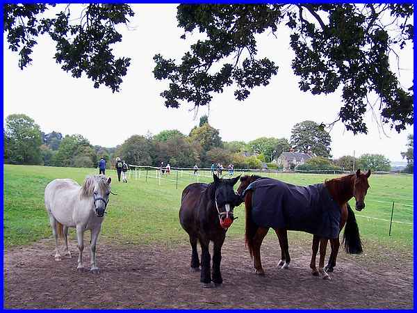 Daypark Horses