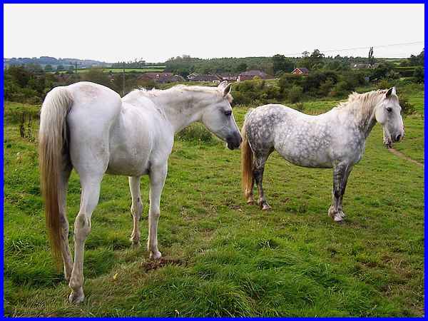 Denby Horses