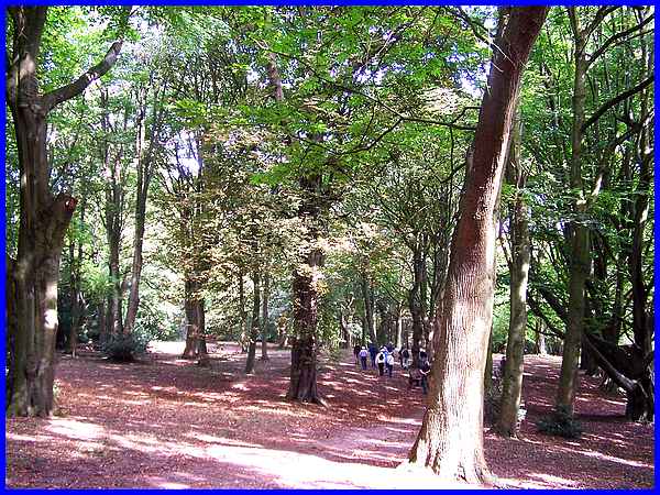 Shipley Hill Wood