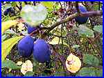 Damsons
