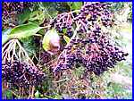 Elderberries