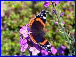 Red Admiral