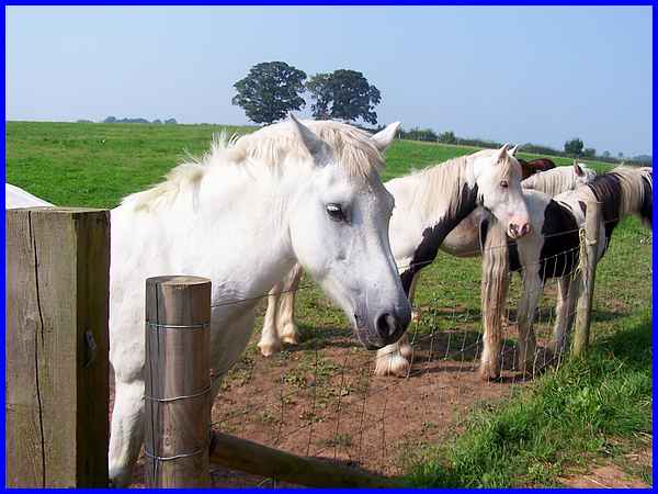 Risley Horses