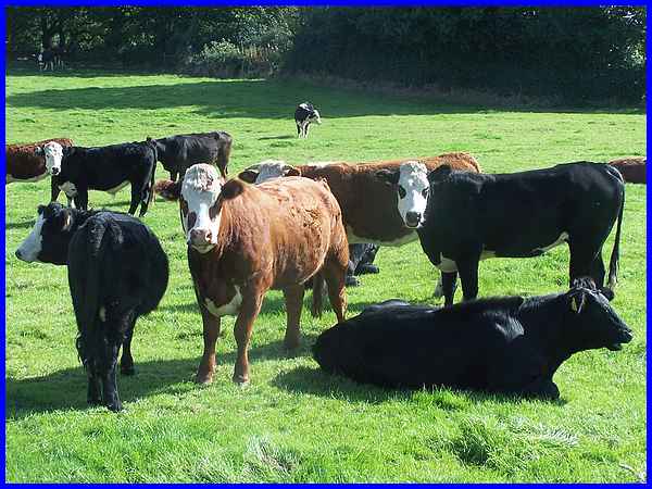Wingfield Park Cattle