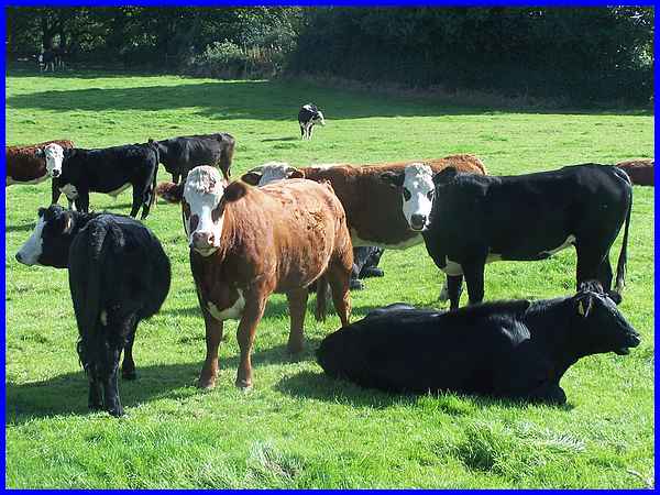 Wingfield Park Cattle