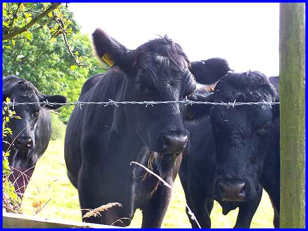 Inquisitive Cattle